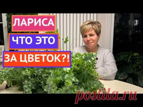 ПРО ЭТОТ ДОМАШНИЙ ЦВЕТОК СПРАШИВАЮТ ВСЕ!