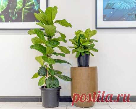 Фикус лировидный Фикус лировидный (Ficus lyrata) — многолетнее древовидное растение семейства тутовых, произрастающее в Западной Африке. Представители этого вида встречаются как на опушках, так и в глубине леса, где о...
