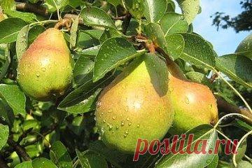 ЛЕТНИЕ ПОДКОРМКИ ПЛОДОВЫХ ДЕРЕВЬЕВ И ЯГОДНИКОВ 
 
Какие удобрения применяют при летних подкормках деревьев 
Молодые саженцы, получившие достаточное количество удобрений при посадке, в последующие 2-3 года не нуждаются в летних подкормках. Если почва обеднена питательными веществами, то со второго года жизни молодые саженцы деревьев до 3-5 летнего возраста примерно в середине лета удобряют фосфорными удобрениями. Фосфор в этот период стимулирует рост и развитие молодого поколения. 
 
Ягодники пло