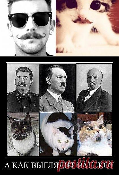 (+1) тема - Забавные усачи из мира животных | Четвероногий юмор