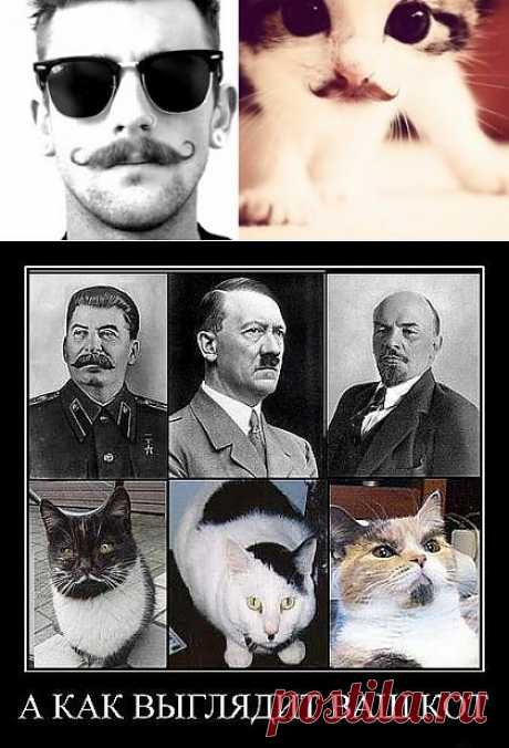 (+1) тема - Забавные усачи из мира животных | Четвероногий юмор