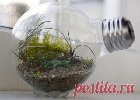 Террариум в лампочке