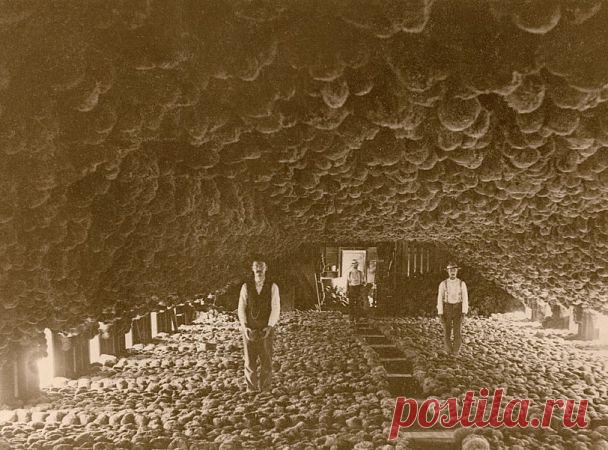 В чреве чудовища — National Geographic Россия