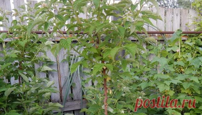 Малиновое дерево Таруса: учимся сажать и выращивать