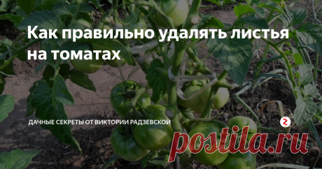 Как правильно удалять листья на томатах Лист очень важная часть растения, которая отвечает за функцию фотосинтеза. Поэтому многие садоводы, особенно начинающие, не знают, как правильно обрывать листья. Ведь если сильно оборвать, растение погибнет. А если оставить лишнюю листву, будут распространяться грибковые заболевания. 
