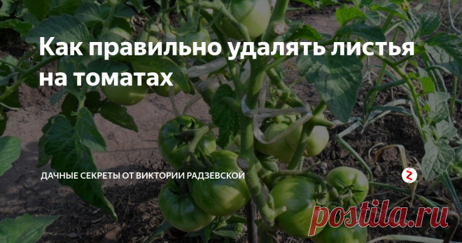 Как правильно удалять листья на томатах Лист очень важная часть растения, которая отвечает за функцию фотосинтеза. Поэтому многие садоводы, особенно начинающие, не знают, как правильно обрывать листья. Ведь если сильно оборвать, растение погибнет. А если оставить лишнюю листву, будут распространяться грибковые заболевания. 
