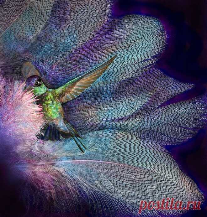 Beautiful Bird Songs
