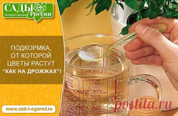 Обычные дрожжи — эффективная подкормка. Они благотворно влияют на корневую систему и вызывают усиленный рост и цветение растения. Ну, вы же помните выражение “расти как на дрожжах”! 

Дрожжи выделяют массу полезных веществ, стимулирующих рост растения, например фитогормоны, витамины группы В и ауксины. В дрожжах содержатся цитокинины — гормоны, которые помогают регулировать дифференциацию и деление клеток; наличие этих веществ благотворно сказывается на растениях.

Дрожжи ...