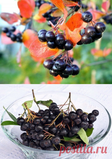 Варенье из черноплодки