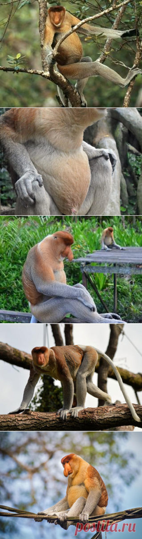 Смотреть изображения носачей | Зооляндия