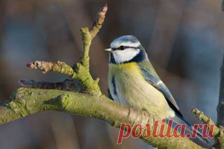 Лазоревка (Parus caeruleus) - Фотогалерея природы: синицы и поползни - Focus Nature Nature Photography