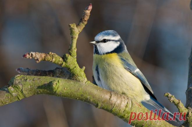 Лазоревка (Parus caeruleus) - Фотогалерея природы: синицы и поползни - Focus Nature Nature Photography