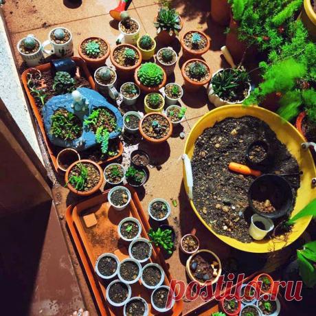 Почва для суккулентов: подробная инструкция | Кактусач | Яндекс Дзен