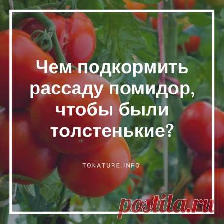 Чем подкормить рассаду помидор, чтобы были толстенькие? | toNature.info