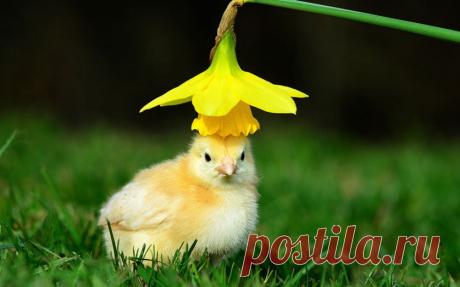 Лучшие фотографии животных прошедшей недели — Фотоискусство