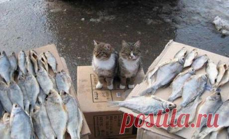 Self-control cats | Funny cats