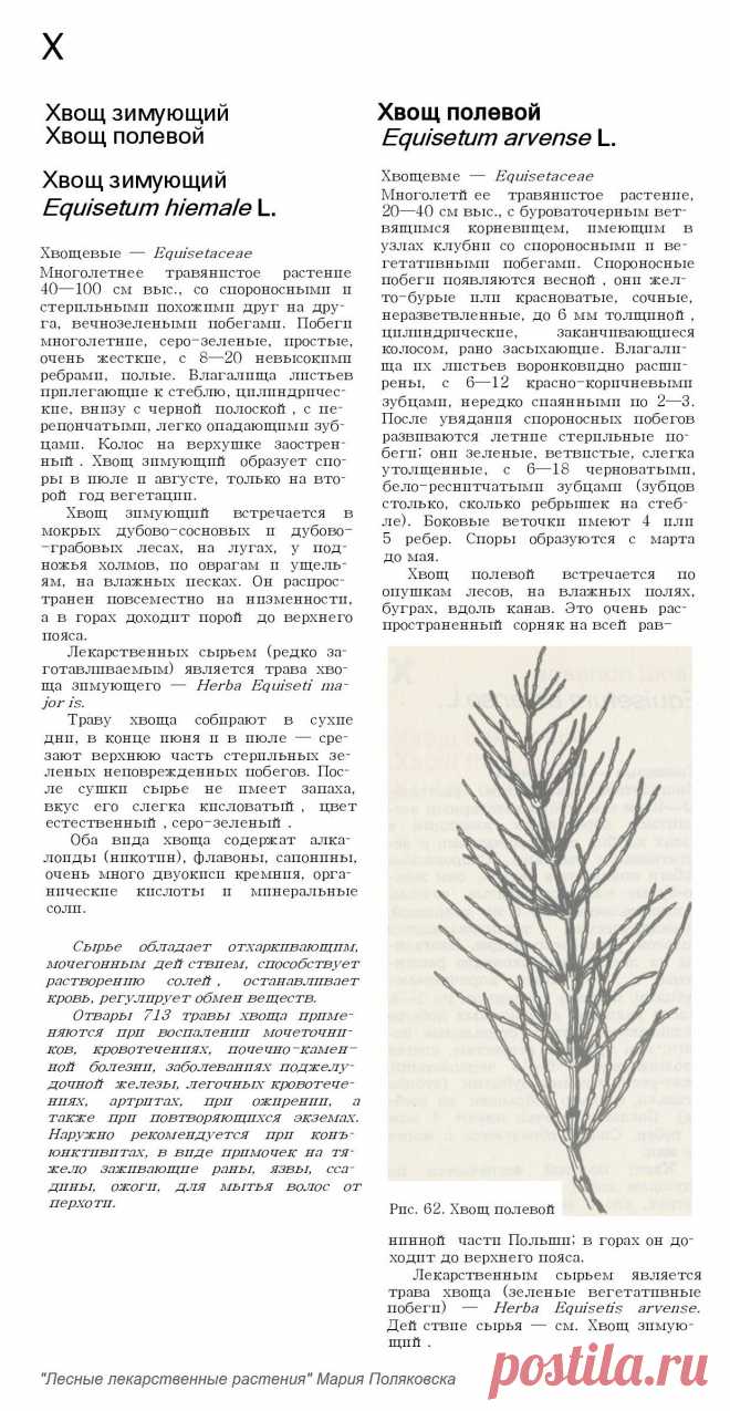 Хвощ зимующий. Хвощ полевой