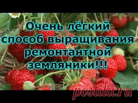ВЫРАЩИВАНИЕ ЗЕМЛЯНИКИ СЕМЕНАМИ-ОТ ПОСЕВА ДО ПИКИРОВКИ РАССАДЫ!