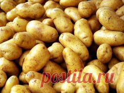 Советы хозяйкам для приготовления вкусного картофеля: