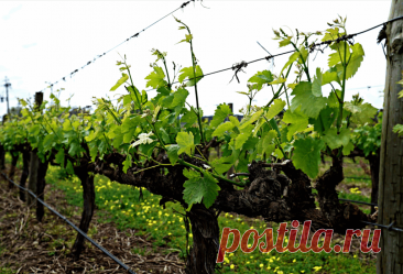 Почему не растет виноград