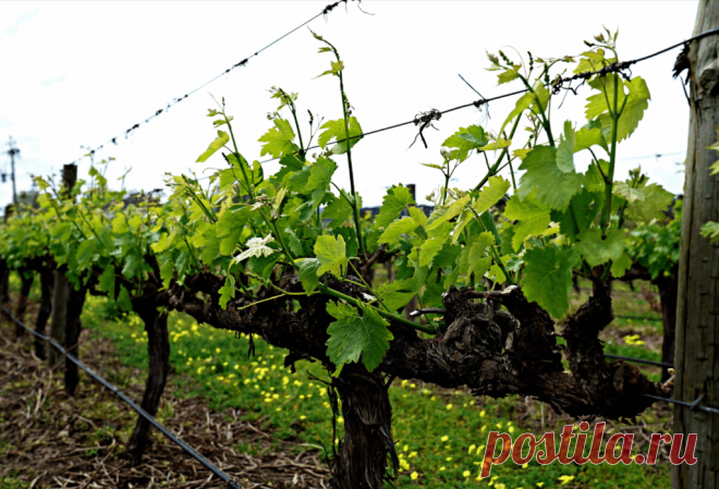 Почему не растет виноград
