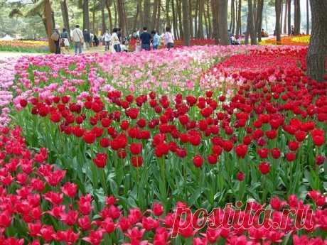 Рассветная страна цветов Hitachi Seaside Park - Путешествуем вместе