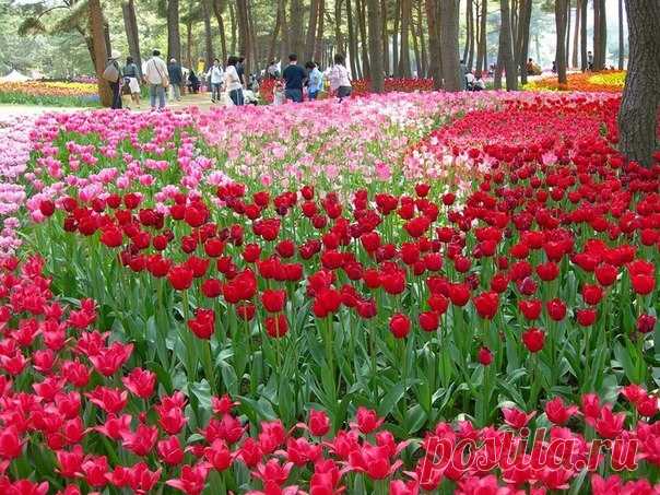 Рассветная страна цветов Hitachi Seaside Park - Путешествуем вместе
