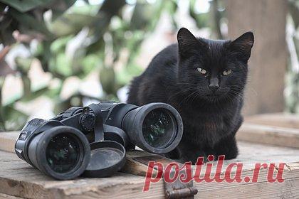 ВСУ минами взрывали котов в зоне СВО