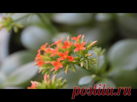 Каланхоэ. Черенки каланхоэ и лунный календарь!