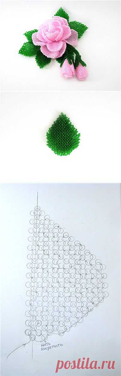 The scheme leaf roses | Laboratory household