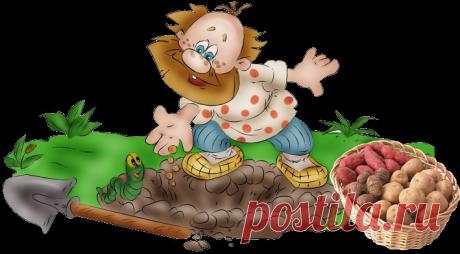 картошка в один стебель.