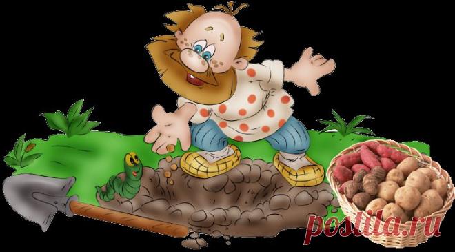 картошка в один стебель.