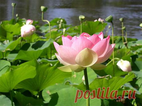 indiyskiy_lotos.jpg (500×374)