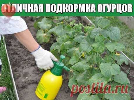 ОТЛИЧНАЯ ПОДКОРМКА ОГУРЦОВ ДЛЯ ТЕХ, КОМУ НУЖЕН БОГАТЫЙ УРОЖАЙ

У моей свекрови всегда богатый урожай огурцов. И когда мы купили себе участок, она поделилась со мной рецептом.
Такого урожая я не ожидала на своей участке!

Рецепт
Ингредиенты:
• 0,5 л – шелухи от лука;
• 2 л – вода.

Процесс приготовления и использования:
• Заливаем шелуху водой и варим около 10 минут.
• Даем жидкости остыть.
• Доливаем к получившейся смеси воды столько. чтобы получилось в итоге 5 литров.
Эти...