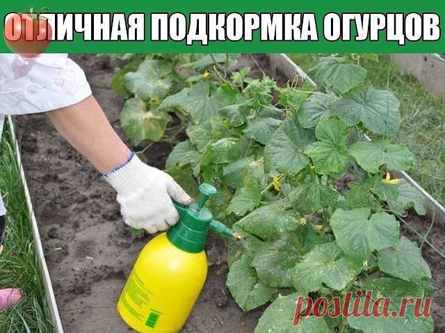 ОТЛИЧНАЯ ПОДКОРМКА ОГУРЦОВ ДЛЯ ТЕХ, КОМУ НУЖЕН БОГАТЫЙ УРОЖАЙ

У моей свекрови всегда богатый урожай огурцов. И когда мы купили себе участок, она поделилась со мной рецептом.
Такого урожая я не ожидала на своей участке!

Рецепт
Ингредиенты:
• 0,5 л – шелухи от лука;
• 2 л – вода.

Процесс приготовления и использования:
• Заливаем шелуху водой и варим около 10 минут.
• Даем жидкости остыть.
• Доливаем к получившейся смеси воды столько. чтобы получилось в итоге 5 литров.
Эти...