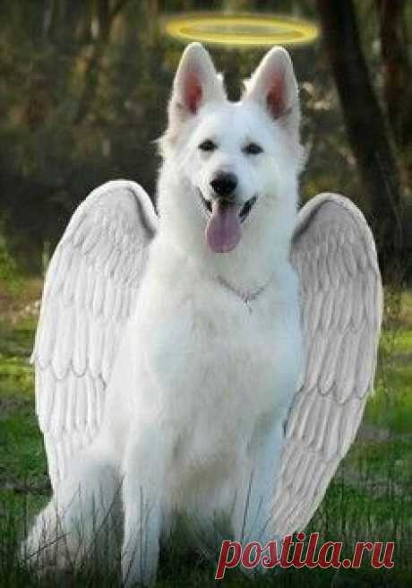 Львица защищает своего львенка / Surfingbird - проводи время с пользой для себя!