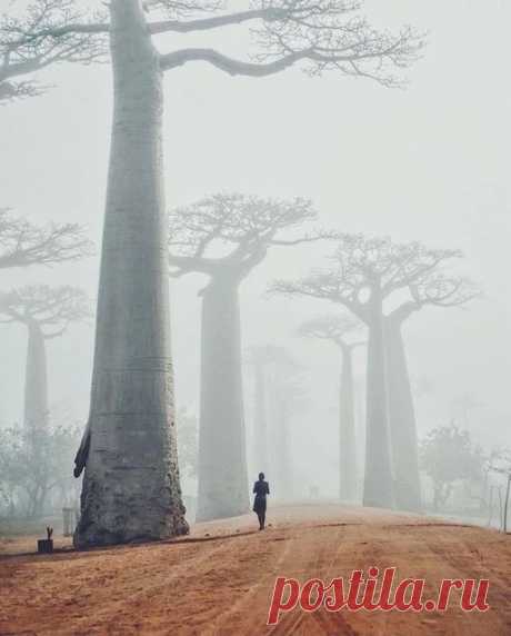 Baobabs na névoa de Madagáscar