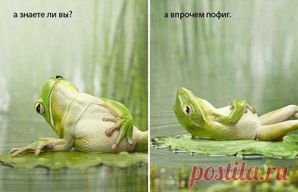 Сделай подарок нервной системе — включи пофигизм.