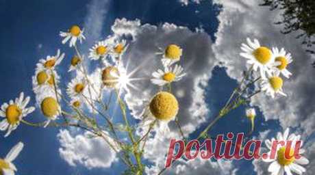 Ромашка аптечная: свойства, польза и лечебное применение - Infox.sg