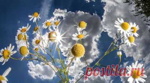 Ромашка аптечная: свойства, польза и лечебное применение - Infox.sg