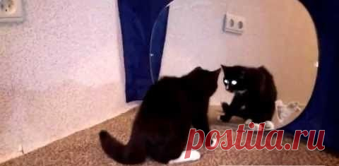 Как кошки, коты и котята реагируют на своё зеркальное отражение. А так же собаки, ящерицы и попугаи.