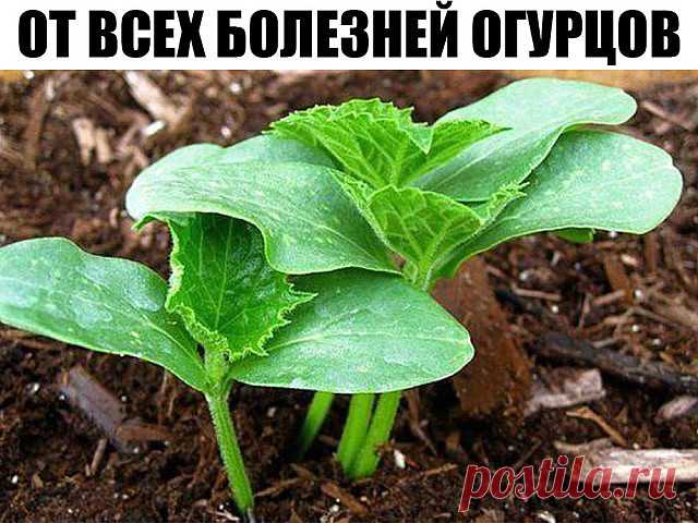 От всех болезней огурцов.

После появления всходов в фазе 3-4 листочков огурцы нужно обработать следующим составом:
в ведро воды добавить 30 капель йода, 20 г хозяйственного мыла и литр молока. 

Опрыскивание таким составом можно проводить примерно через каждые 10 дней: 14 июня, 26 июня, 7 июля, 19 июня, 1, 11, 25 августа и 7 сентября. 

Предохраняет от всей заболеваний!