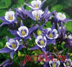 Аквилегия, интересные сорта - Садоводка