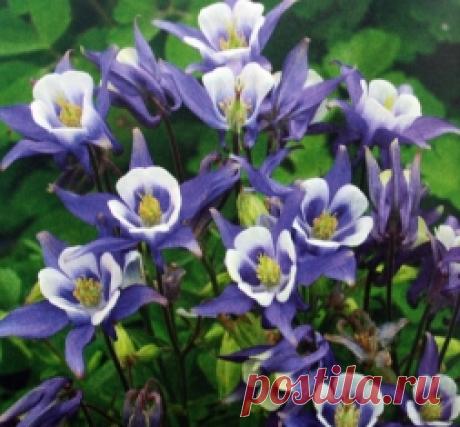 Аквилегия, интересные сорта - Садоводка