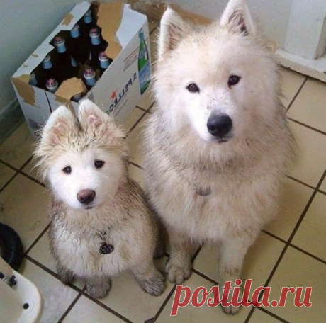 Отец и сын.