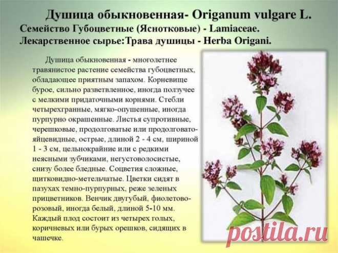 Лечебные свойства душицы и противопоказания к применению