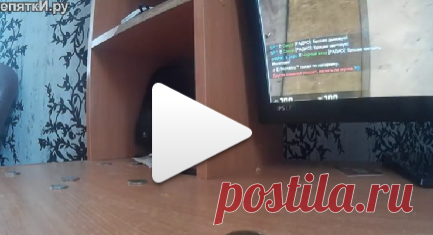 Попугай грабит хозяина)))))