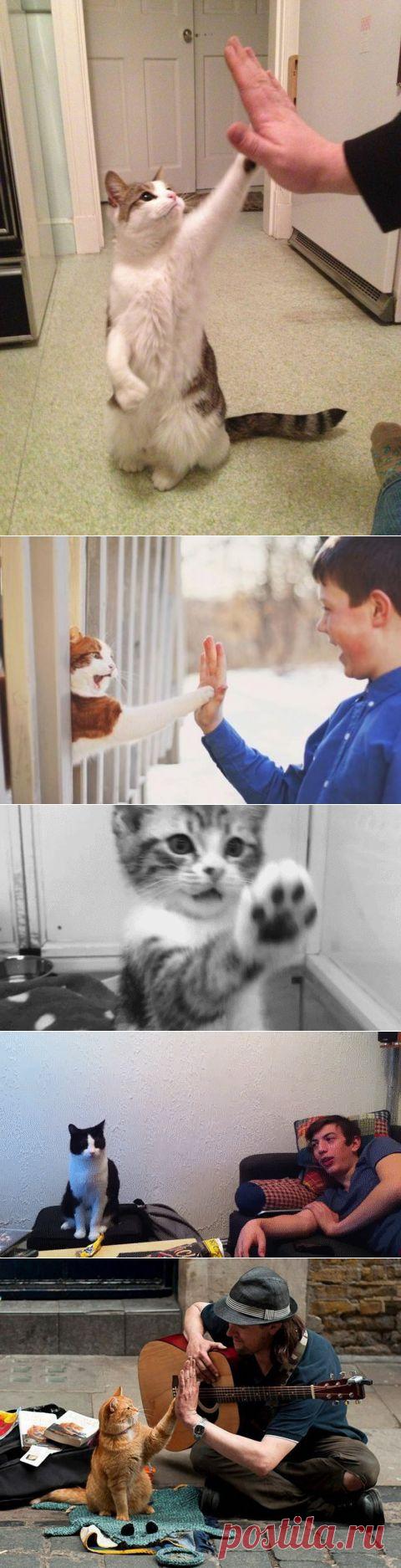 Коты оГИФительные, великолепные