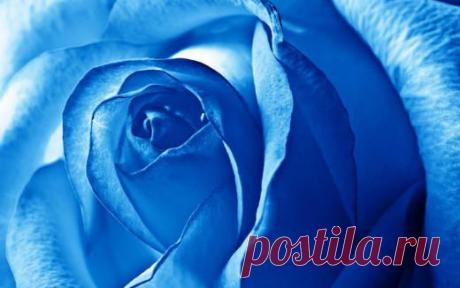 Розы синие и голубые