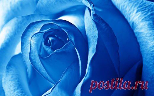 Розы синие и голубые